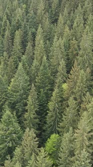 Aerial View of Trees in the Forest alt