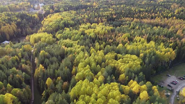 Summer Early Autumn in Forest Aerial Top View