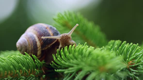 Snail on a Conifer Tree