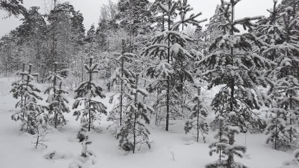 Panorama of the Winter Forest on a Cloudy Day