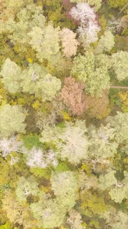 Vertical Video of a Forest in an Autumn Day alt