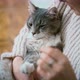 A Woman Petting Her Cute Gray Fluffy Cat While Holding Him in Her Arms - VideoHive Item for Sale