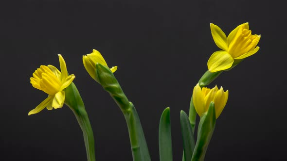 Time Lapse of Flowering Daffodil alt