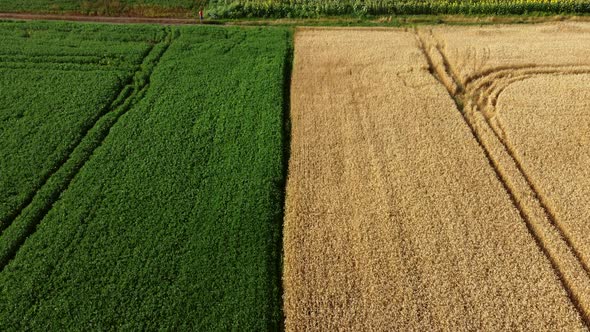 Aerial Drone View Border Between Yellow Wheat Field and Green Agricultural Field alt