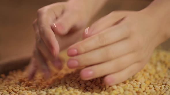 Female Cook's Hands Checking Peas Quality, Selecting Organic Food, Healthy Diet alt