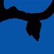 Bat Hangs And Flies Off On Blue Sky Silhouette - VideoHive Item for Sale
