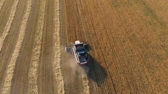Harvesting of Wheat in Summer alt