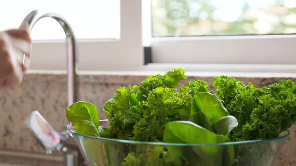 Woman Washing in Water in Sink Green Pok Choy and Kale Cabbage Leaves in Kitchen alt