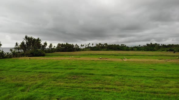 Aerial View With Rice Fields and Palm Trees on a Gloomy Day in Bali, Indonesia