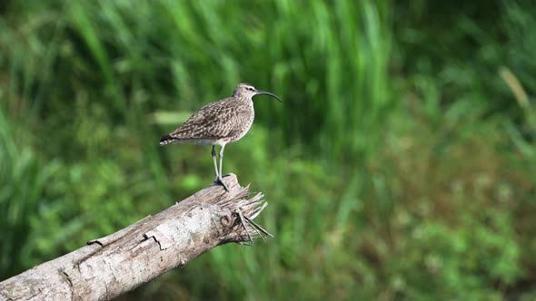 Costa Rica Birds, Whimbrel Perched Perching on a Branch, Tarcoles River Birdlife, Puntarenas Provinc alt