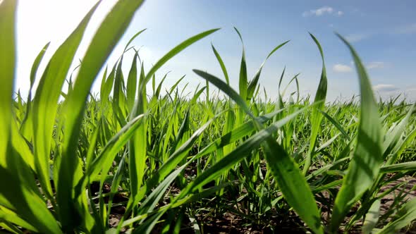 Green Field Of Wheat Close Up On A Background Of Blue Sky On A Sunny Day