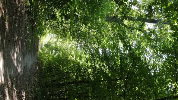 Vertical Video of Green Forest By Day alt