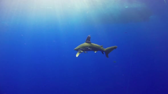 Dangerous Grey Reef Sharks Swim Near Divers