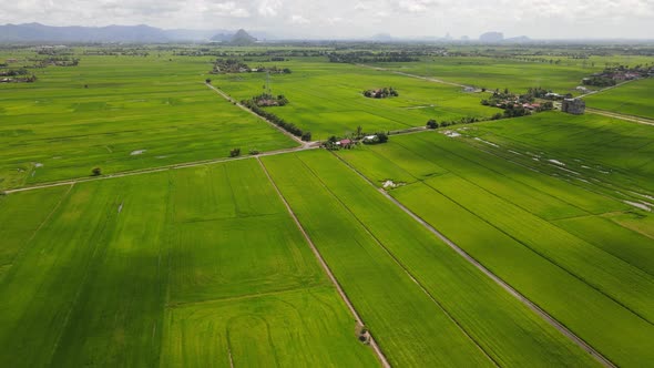 The Paddy Rice Fields of Kedah and Perlis, Malaysia alt