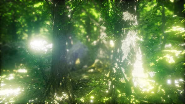 Scenic Forest of Fresh Green Deciduous Trees Framed By Leaves alt