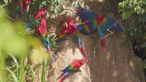 Scarlett Macaws perched on Chuncho Clay Lick, Tambopata National Reserve. alt