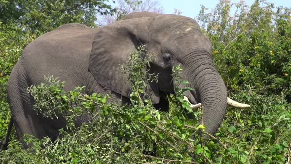 Elephant in Zimbabwe alt