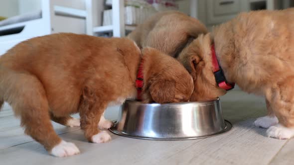 Feeding Of Three Hungry Puppies