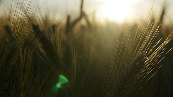 Wheat Field Panning At Sunset 3
