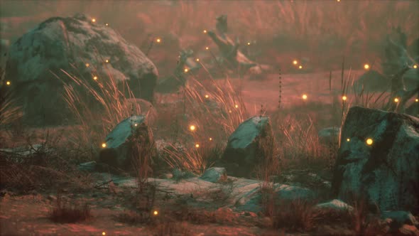 Dry Landscape with Grass Stones and Fireflies alt