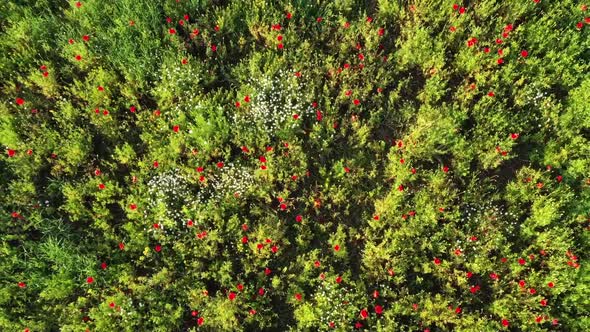 Flora. Green meadow with red poppies, top view. Outside the city life alt