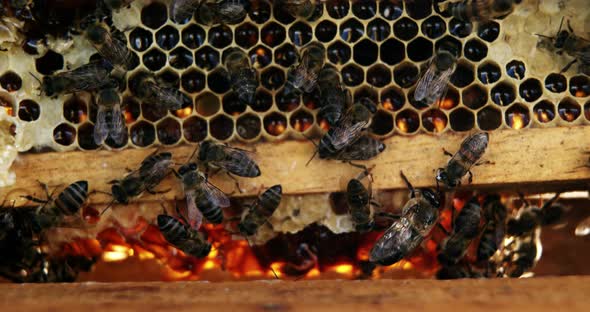 Close-up of honey bee frame covered with bees alt