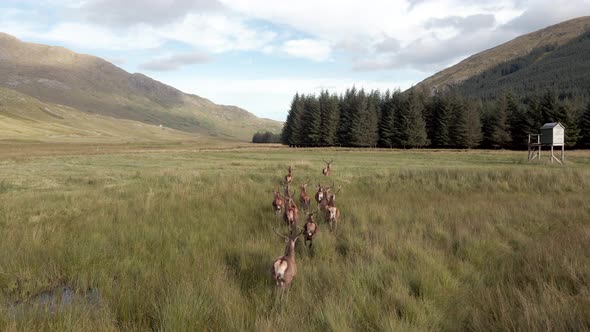 Red Deer In The Scottish Highlands Surrounded By Beautiful Landscape alt