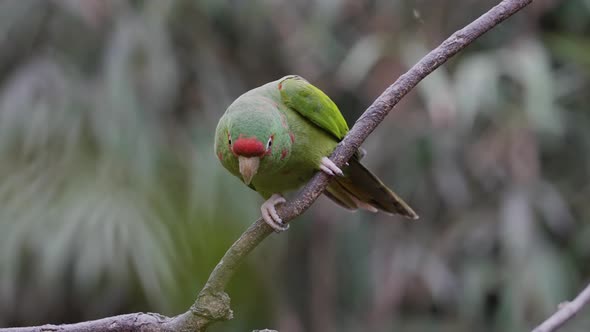Cute green and red Mitred Parakeet Parrots sitting on branch and flying away - slow motion alt