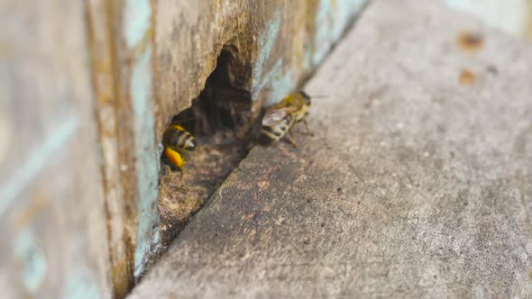 A Honey Bee Carries Collected Pollen Into Its Wooden Hive on Its Feet. Waving Wings. alt