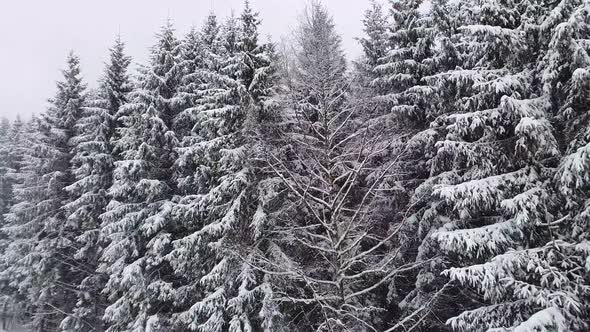 Winter snow falling scene alongside a fir forest. Tall trees covered with white snow.