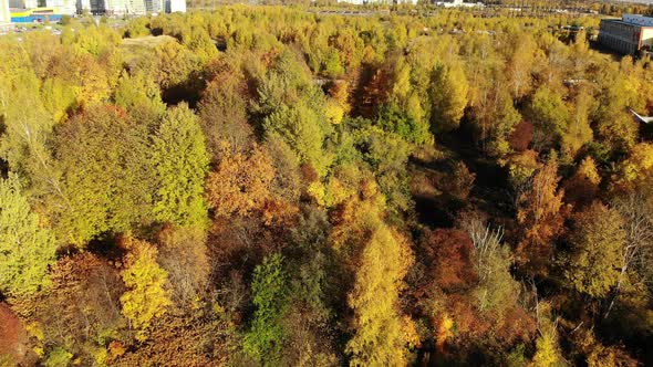 Autumn Forest on the Outskirts of the City Russia