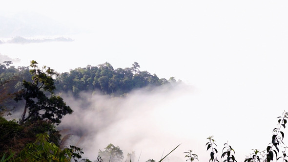 Time Lapse Floating Fog Landscape In Forest