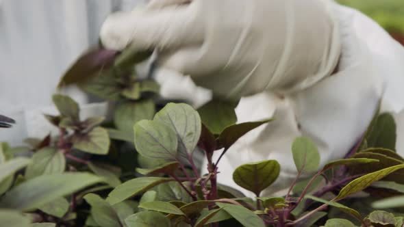 Close up of workers hands trimming leaves of plants in a greenhouse alt