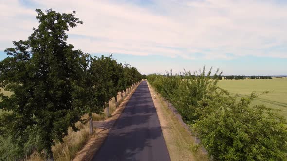 Slow flight over narrow road past trees.Spectacular aerial view flight fly backwards drone footage alt