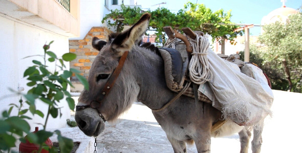 Patient Donkey With Saddle