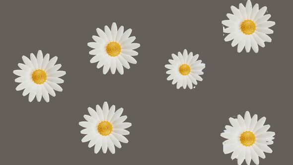 3D Animation of Flying Daisy Flower Overlay alt
