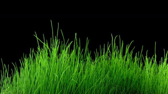 Green Grass Growing Timelapse (2K)