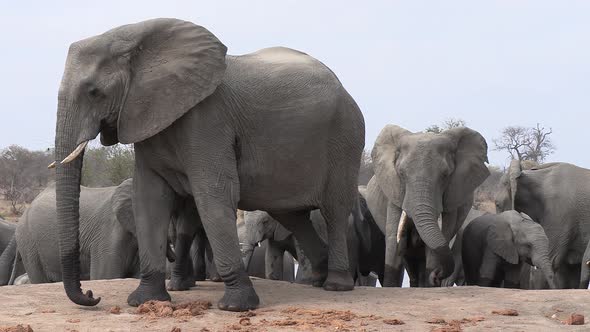 A herd of African elephants gather close to a waterhole. alt