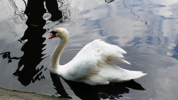 Beautiful white swan on a pond. White bird swan in nature.
