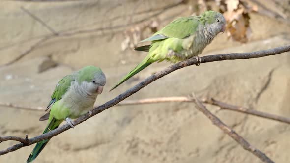 The monk parakeet (Myiopsitta monachus), also known as the Quaker parrot sitting on a branch