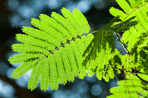 Albizia Leaf in Back Light - Stock Photo - Images