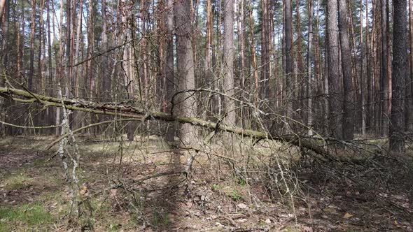 Forest Landscape Aerial View Slow Motion alt