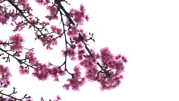 Cherry Blossom On White Background, Stock Footage | VideoHive