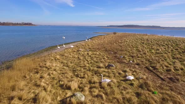 Camera Flying Slowly Over Different Bird Species On A Small Island