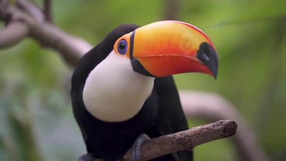 Exotic toco toucan bird sitting on a tree branch in wilderness, handheld slow motion close up alt