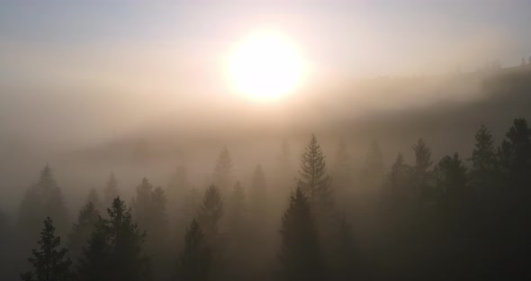 Thick Fog In The Forest High In The Mountains. Dawn In The Carpathians