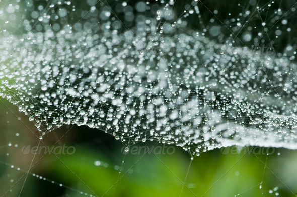 Spider Web with Dew Drops - Stock Photo - Images