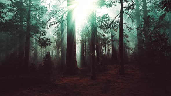 Marvelous Scenery of the Coniferous Forest at the End of Autumn alt