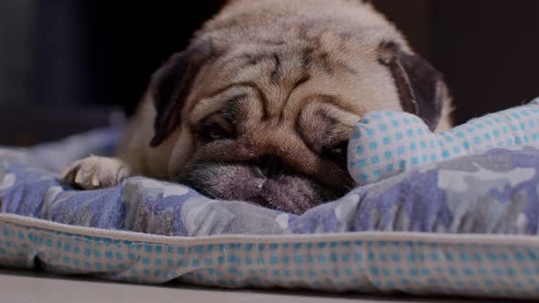 Adorable dog close eyes lying relax on dog bed alone at home. Cute pug sleep deep breathing and rest alt