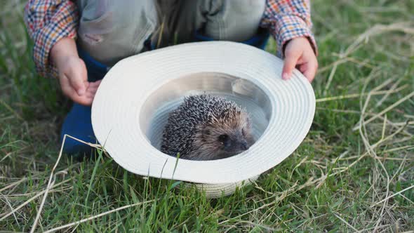 Little Male Child Having Fun Playing with Wild Hedgehog in Hat While Relaxing in the Village on alt